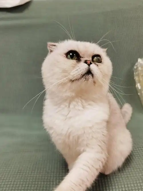 可爱  #猫  #吸猫  #英短银渐层  #加菲猫  可爱的笨笨呀.