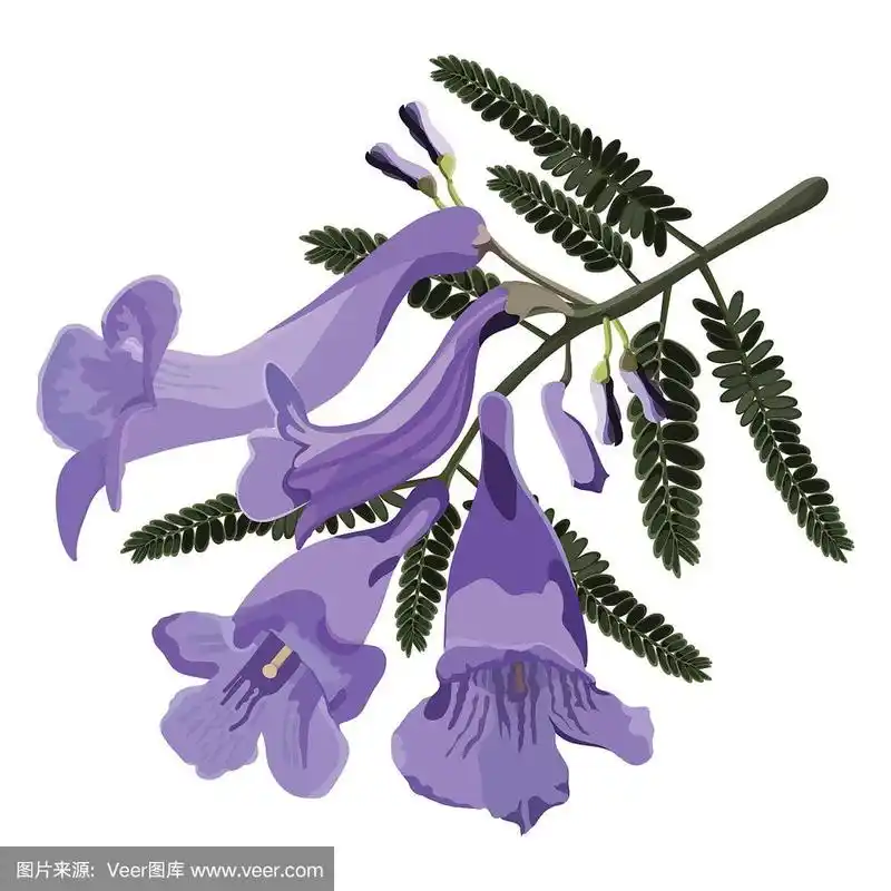 蓝花楹花矢量插图