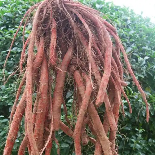 不同产地丹参主要有效成分的含量比较研究进展