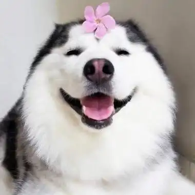 高清二货哈士奇头像高清搞笑可爱的二哈蠢萌头像图片