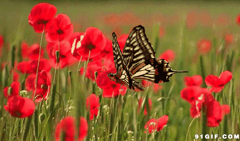 500_294gif 动态图 动图