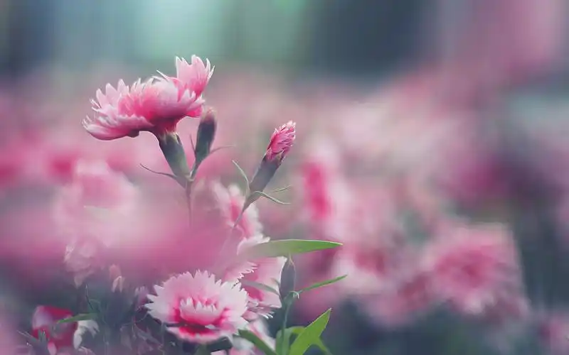 首页 桌面壁纸 植物壁纸 盛开的花朵唯美小清新壁纸上一张 下一张