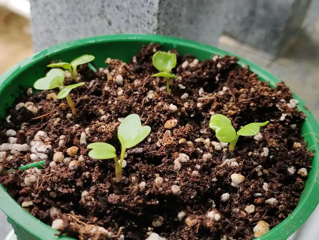 因为bgm太好听了所以硬挤出来照片#春泥#抖音自然图鉴  - 抖音