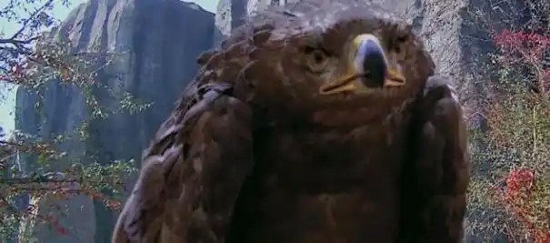 杨过的雕兄结局如何?《倚天》开场的暗示,谁看懂了?