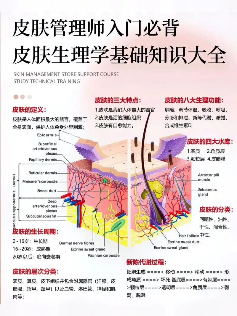 皮肤生理学基础知识,赶紧收藏评论拿原图