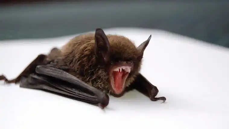 中国人为什么要食用蝙蝠?