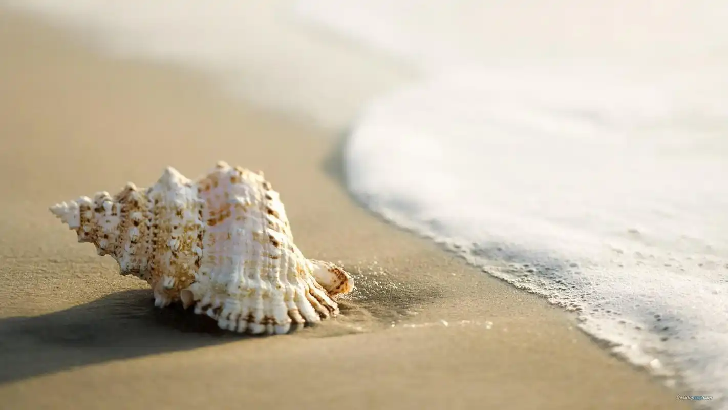 夏季小清新唯美意境沙滩贝壳高清特写桌面壁纸