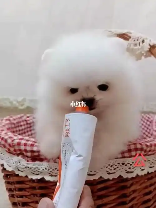 茶杯白博美dd预订价2888元