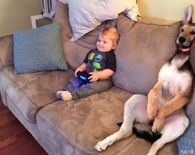 看小主人打游戏的狗狗