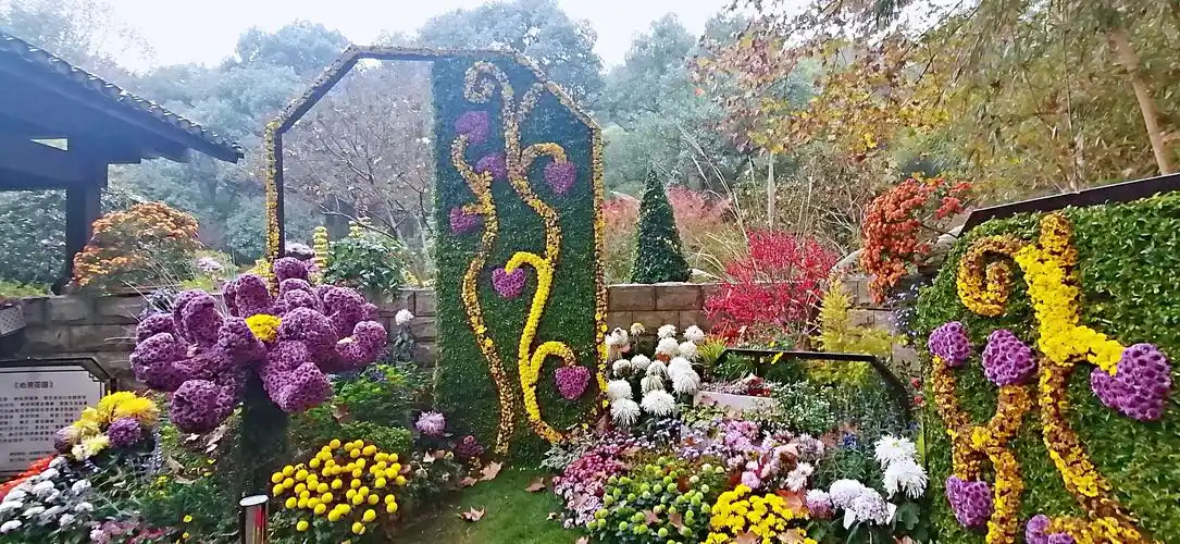 2020年11月16日杭州植物园菊展