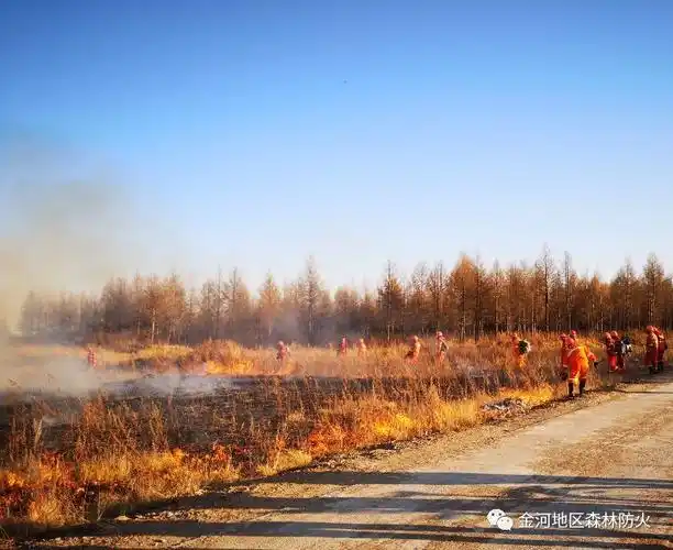 金河林业局开展点烧森林防火隔离带做好森林防火工作