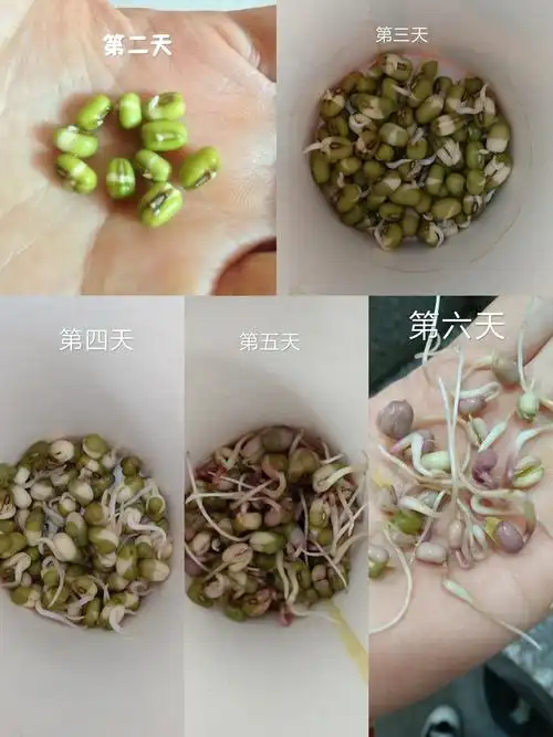 小蚕豆的大变身日记最新