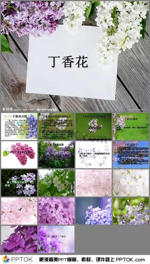 语文课件ppt → 丁香花ppt这是丁香花ppt下载,主要介绍了丁香花介绍
