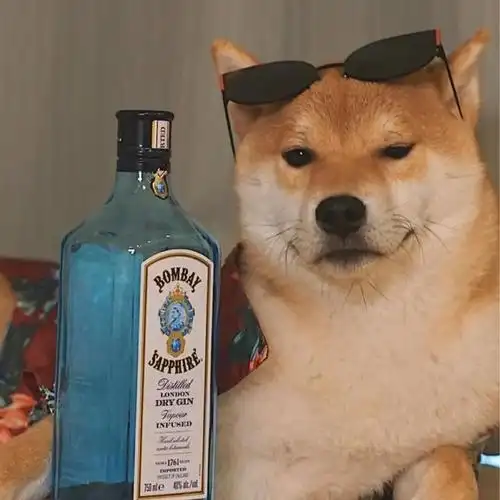 宠物狗图片头像大全(高清狗狗头像图片大全)-艾拉狗场