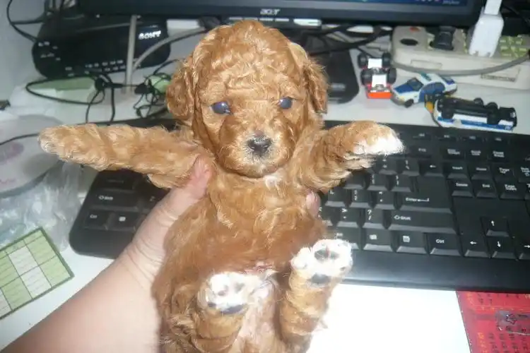 一个月的泰迪宝宝是不是眼睛还没长大呢?