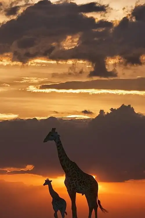 壁纸 长颈鹿,夜晚,草,日落 1920x1080 full hd 2k 高清壁纸, 图片