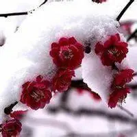 微信头像梅花图片大全雪景点击鼠标右键下载