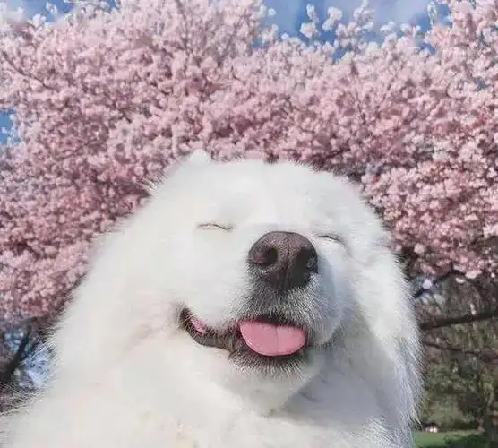 没心没肺的笑容天真无邪的眼神