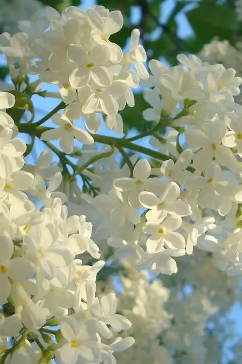 2 3 4 5 ( 4 人评分) 所属分类:鲜花  , 紫丁香 标签: 白色紫丁香鲜花