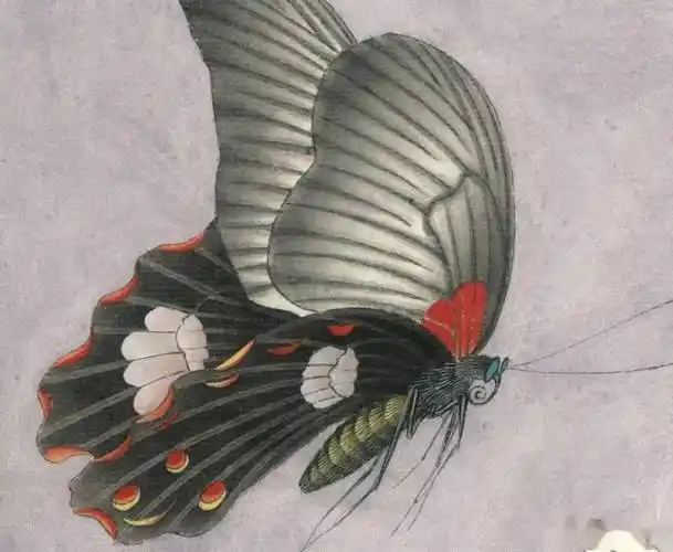 作者:李晓明作品材质:纸本设色作品尺寸:4566cm作品名称:《玉兰蝴蝶