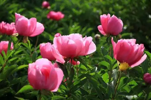 九幅精美芍药图