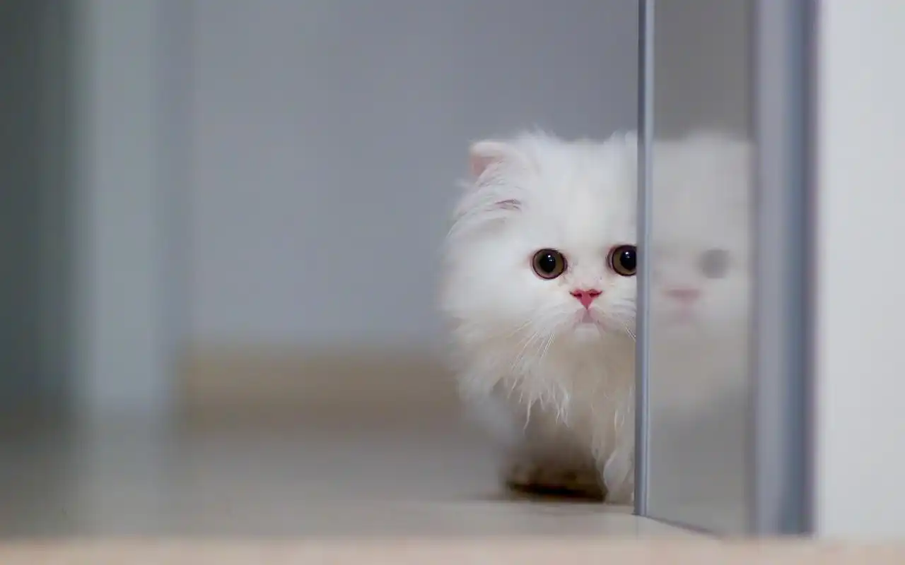 首页 桌面壁纸 软萌可爱的小猫咪图片电脑壁纸上一张下一张查看原图