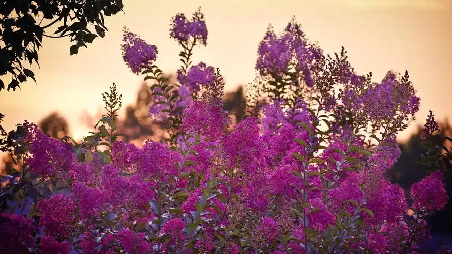 紫薇花摄影图片素材壁纸