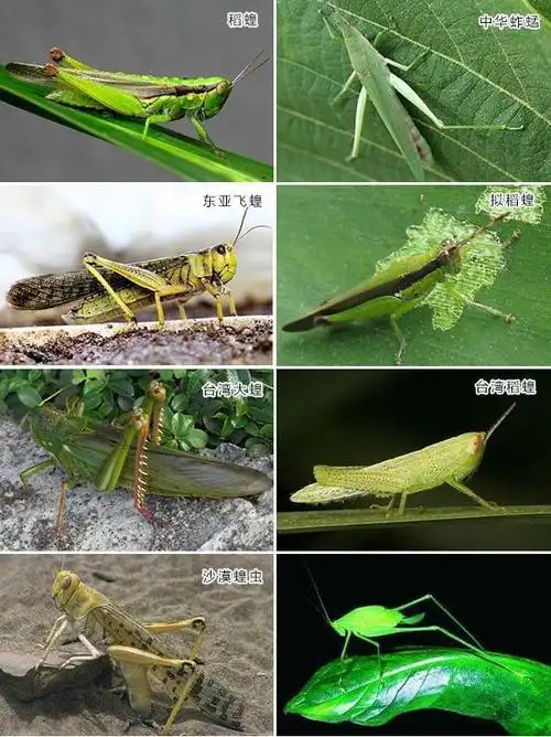 中国乡下常见的50多种虫子接触超过30种说明童年很精彩