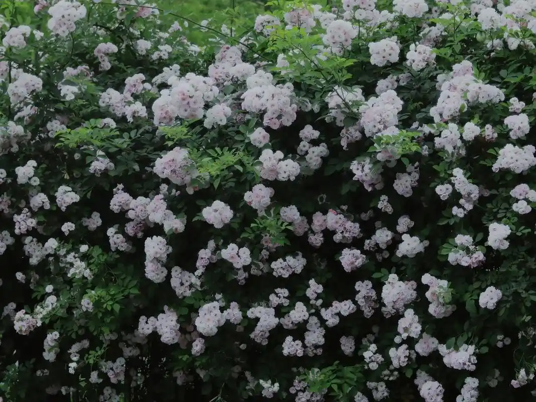 蔷薇花代表爱的思念.进入四五月份,合肥也是浪漫了一番 各处蔷 - 抖音