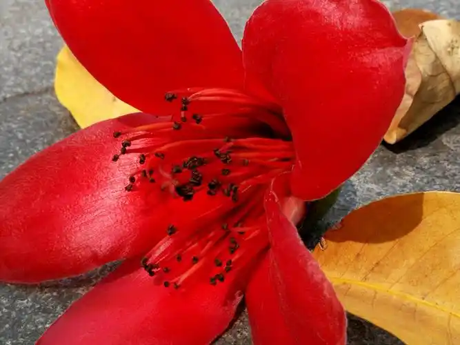 木棉花朵硕大,花瓣肥厚,五片花瓣紧紧围绕着花蕊.