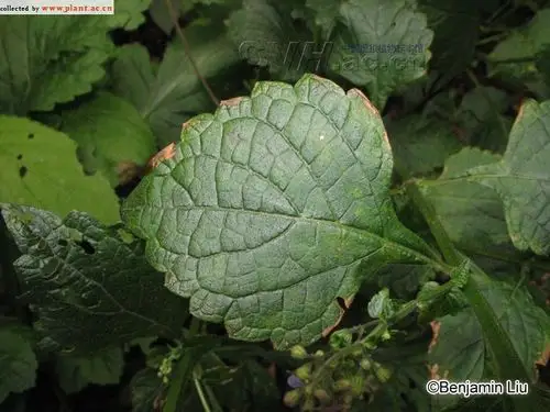 内折香茶菜rabdosia inflexa (thunb.) hara