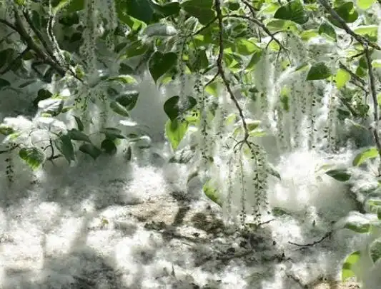 杨絮和柳絮的区别:本质区别,传播距离不同,出现时间不同,蜜腺不同