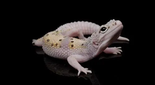 豹纹守宫_自养_写真