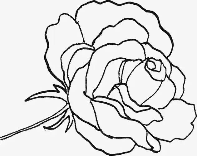 线描手绘精致的百合花花朵