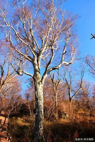 「布衣游记」千姿百态的树