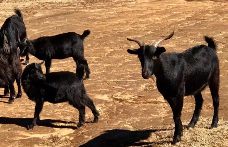 云南美食黑山羊