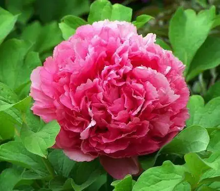 首页 供应 牡丹 > 鲁菏红 鲁菏红牡丹是千层台阁型,有时为皇冠型.