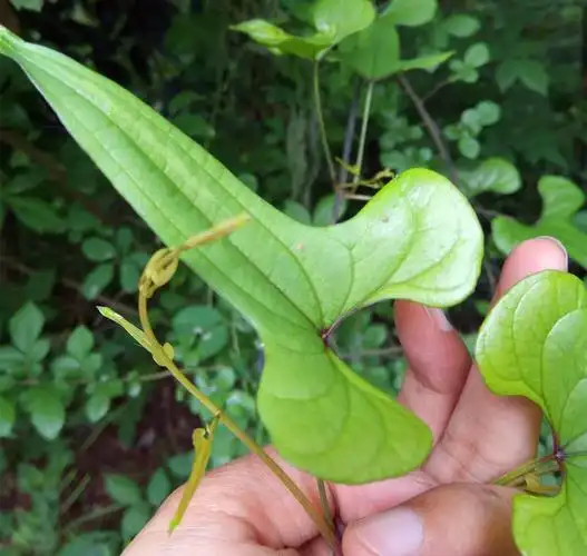 野山药,有些地方叫穿龙薯蓣,也有的叫山常山,是一种多年生缠绕草质藤