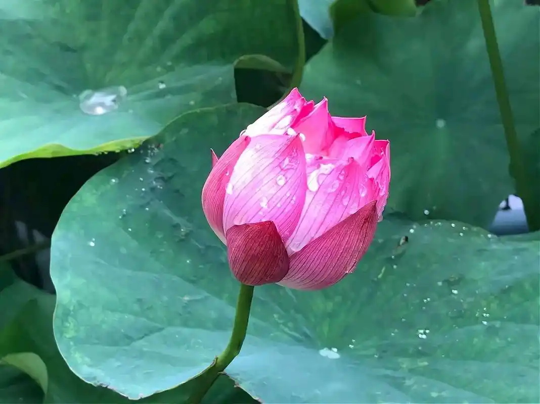 上联:净土莲花,一花一佛一世界 下联:请师友对