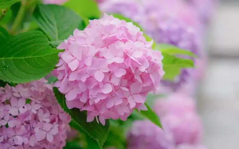 夏日唯美绣球花高清桌面壁纸