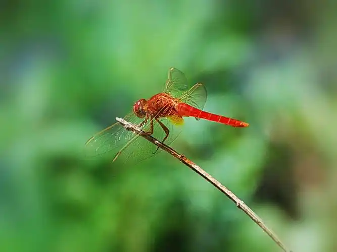 seciso:1000曝光补偿:0 ev相机:尼康 d80【红蜻蜓】 第 4 幅查看大图