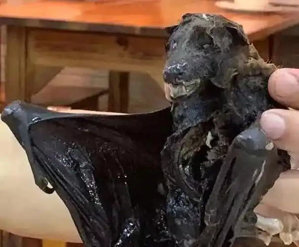 谁认识这个吃蝙蝠的女人?