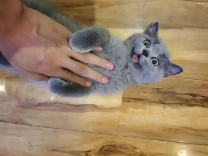 英短蓝猫2只出售标价及卖价身体健