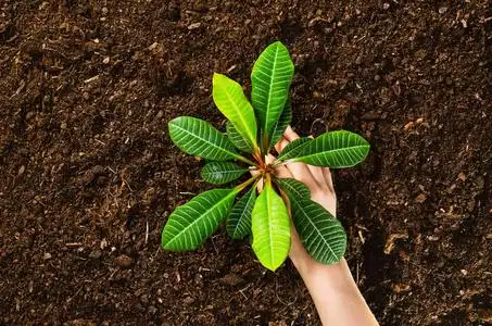 工作在花园里,种植的植物.土顶视图照片