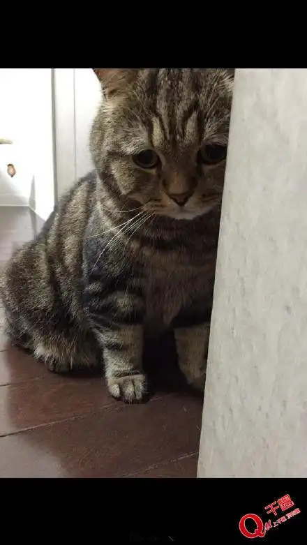 一只满脸委屈的喵星人!