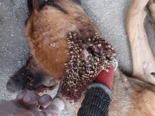 主题:我们互相分享一下最近看到的恶心图啊!