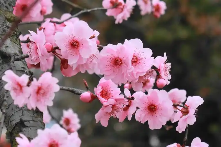 有一种梅花叫"美人梅"