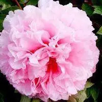 微信头像图片大全花朵牡丹花