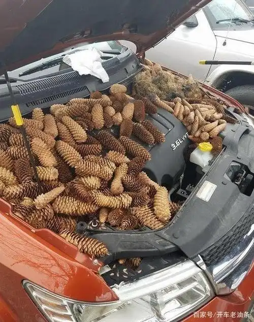 女司机座驾出现故障打开发动机盖后长出200多个核桃