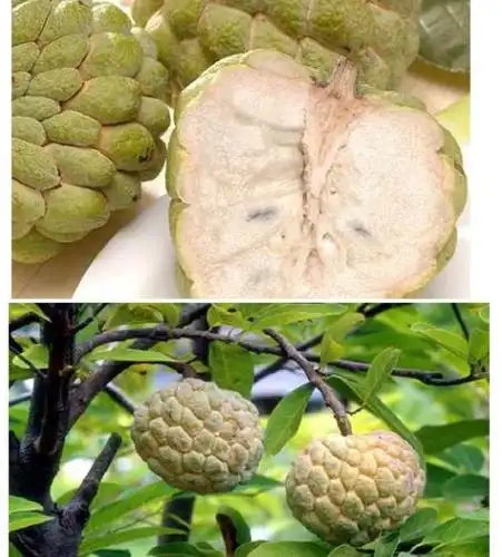 一共有多少种水果都是什么名字和什么样